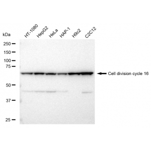 LifeSab™ KD-Validated CDC16 Rabbit mAb (20 μl)