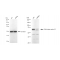 LifeSab™ KD-Validated CDC16 Rabbit mAb (20 μl)