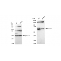 LifeSab™ KD-Validated ALAS1 Rabbit mAb (20 μl)