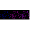 LifeSab™ KD-Validated CHEK2 Rabbit mAb (20 μl)