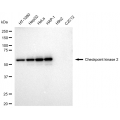 LifeSab™ KD-Validated CHEK2 Rabbit mAb (20 μl)