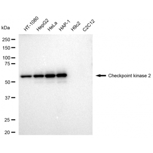 LifeSab™ KD-Validated CHEK2 Rabbit mAb (20 μl)