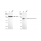 LifeSab™ KD-Validated CHEK2 Rabbit mAb (20 μl)