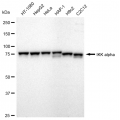 LifeSab™ KD-Validated IKK α Rabbit mAb (20 μl)