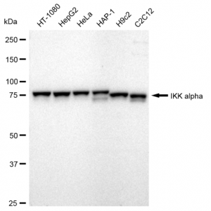 LifeSab™ KD-Validated IKK α Rabbit mAb (20 μl)