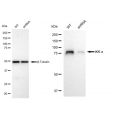 LifeSab™ KD-Validated IKK α Rabbit mAb (20 μl)