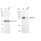 LifeSab™ KD-Validated IKK α Rabbit mAb (20 μl)