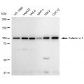 LifeSab™ KD-Validated CTNNA1 Rabbit mAb (20 μl)