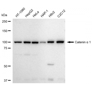 LifeSab™ KD-Validated CTNNA1 Rabbit mAb (20 μl)