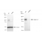 LifeSab™ KD-Validated CTNNA1 Rabbit mAb (20 μl)