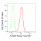 LifeSab™ KD-Validated ATG9A Rabbit mAb (20 μl)