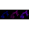 LifeSab™ KD-Validated ATG9A Rabbit mAb (20 μl)