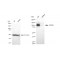 LifeSab™ KD-Validated ATG9A Rabbit mAb (20 μl)