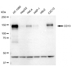 LifeSab™ KD-Validated CD13 Rabbit mAb (20 μl)