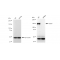 LifeSab™ KD-Validated CD13 Rabbit mAb (20 μl)