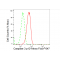 LifeSab™ KD-Validated CASP3 Rabbit mAb (20 μl)