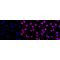 LifeSab™ KD-Validated CASP3 Rabbit mAb (20 μl)