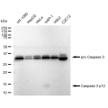 LifeSab™ KD-Validated CASP3 Rabbit mAb (20 μl)