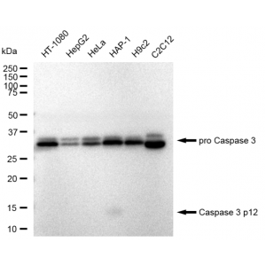 LifeSab™ KD-Validated CASP3 Rabbit mAb (20 μl)