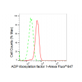 LifeSab™ KD-Validated ARF1 Rabbit mAb (20 μl)