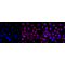 LifeSab™ KD-Validated ARF1 Rabbit mAb (20 μl)