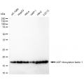 LifeSab™ KD-Validated ARF1 Rabbit mAb (20 μl)