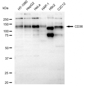 LifeSab™ KD-Validated CD36 Rabbit mAb (20 μl)