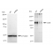 LifeSab™ KD-Validated CD36 Rabbit mAb (20 μl)