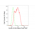 LifeSab™ KD-Validated CCNA2 Rabbit mAb (20 μl)