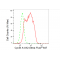 LifeSab™ KD-Validated CCNA2 Rabbit mAb (20 μl)