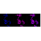 LifeSab™ KD-Validated CCNA2 Rabbit mAb (20 μl)