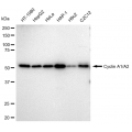 LifeSab™ KD-Validated CCNA2 Rabbit mAb (20 μl)