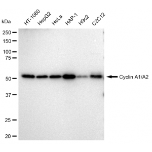 LifeSab™ KD-Validated CCNA2 Rabbit mAb (20 μl)