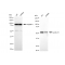 LifeSab™ KD-Validated CCNA2 Rabbit mAb (20 μl)