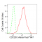 LifeSab™ KD-Validated CDC25C Rabbit mAb (20 μl)