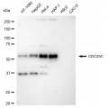 LifeSab™ KD-Validated CDC25C Rabbit mAb (20 μl)