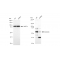 LifeSab™ KD-Validated CDC25C Rabbit mAb (20 μl)