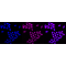 LifeSab™ KD-Validated CDC16 Rabbit mAb (20 μl)