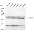 LifeSab™ KD-Validated CDC16 Rabbit mAb (20 μl)