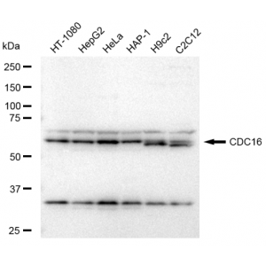 LifeSab™ KD-Validated CDC16 Rabbit mAb (20 μl)