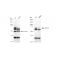 LifeSab™ KD-Validated CDC16 Rabbit mAb (20 μl)