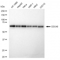 LifeSab™ KD-Validated CDC40 Rabbit mAb (20 μl)