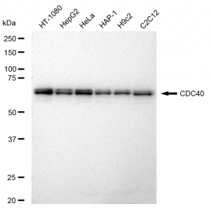 LifeSab™ KD-Validated CDC40 Rabbit mAb (20 μl)