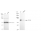 LifeSab™ KD-Validated CDC40 Rabbit mAb (20 μl)