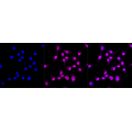 LifeSab™ KD-Validated CDC23 Rabbit mAb (20 μl)