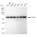 LifeSab™ KD-Validated CDC23 Rabbit mAb (20 μl)