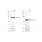 LifeSab™ KD-Validated CDC23 Rabbit mAb (20 μl)