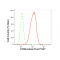 LifeSab™ KD-Validated CD99 Rabbit mAb (20 μl)