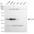 LifeSab™ KD-Validated CD99 Rabbit mAb (20 μl)