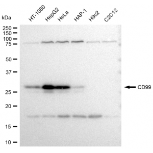 LifeSab™ KD-Validated CD99 Rabbit mAb (20 μl)